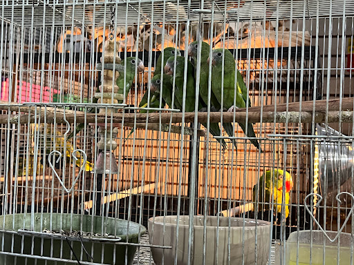 Las Dos Arelis Pet Shop & Exotic Birds