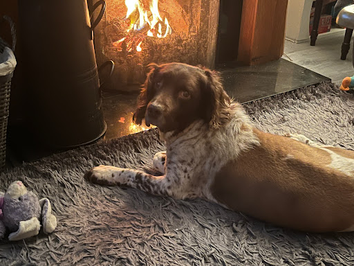 Donegal Pet Crematorium