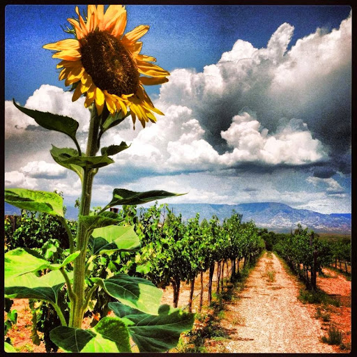 Vineyard «Alcantara Vineyards and Winery», reviews and photos, 3445 South Grapevine Way, Cottonwood, AZ 86326, USA