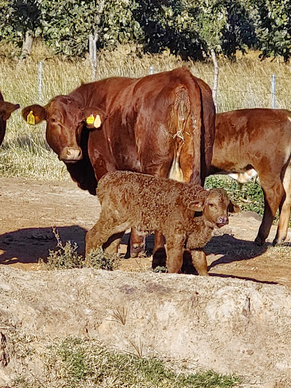 Rancho La Cienega - Beefmaster