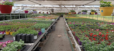 Earl Vegetal Fleurs à Méziré