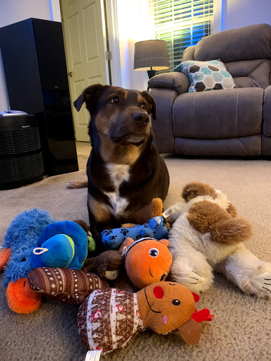 Animal Shelter «Heritage Humane Society», reviews and photos