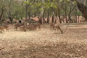 Indira Gandhi Zoo image