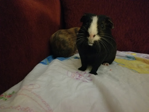 Pet Supply Store «Petco Animal Supplies», reviews and photos, 200 Edwards Blvd b, Lake Geneva, WI 53147, USA