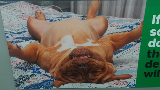 Pet Supply Store «Pet Supplies Plus», reviews and photos, 21703 Village Lakes Shopping Center Dr, Land O Lakes, FL 34639, USA