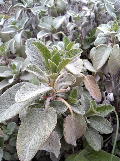 Botanical Garden «Conservation Garden Park», reviews and photos, 8275 1300 W, West Jordan, UT 84088, USA