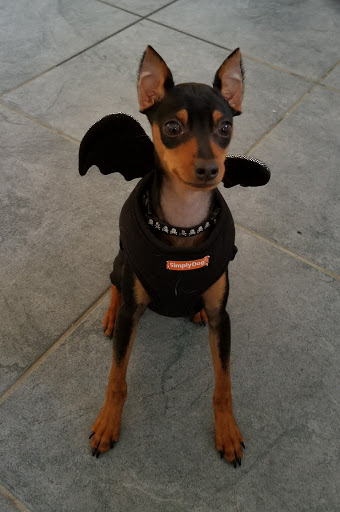 Pet Supply Store «Pets Plus», reviews and photos, 2286 Main St, Tewksbury, MA 01876, USA