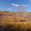 Cattail Pond