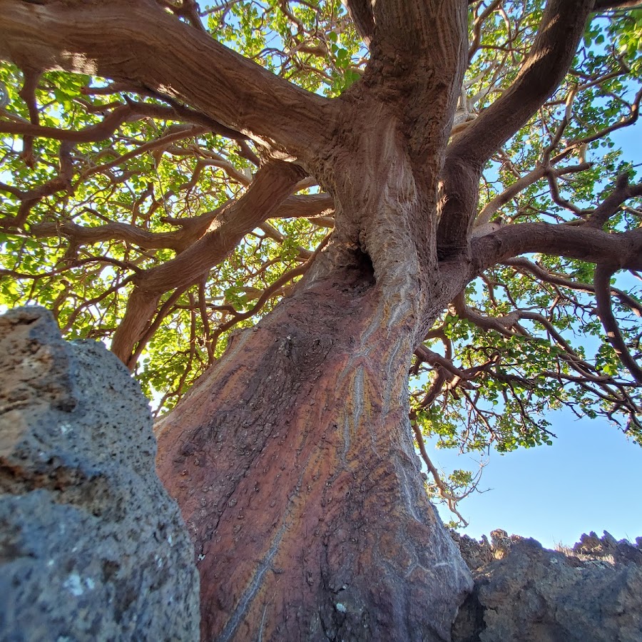 Waikōloa Dry Forest Initiative