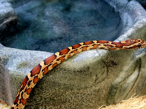 Pet Supply Store «Petco Animal Supplies», reviews and photos, 298 Spring Creek Drive, Franklin, TN 37067, USA