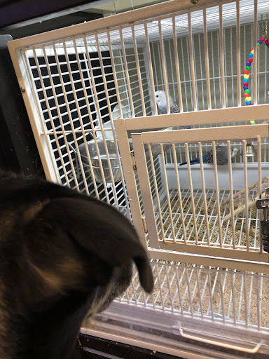 Shopping Mall «Shillington Shopping Center», reviews and photos, 502 E Lancaster Ave, Reading, PA 19607, USA