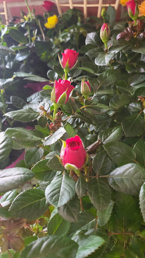 Supermarket «Big Y», reviews and photos, 62 W Main St, Spencer, MA 01562, USA