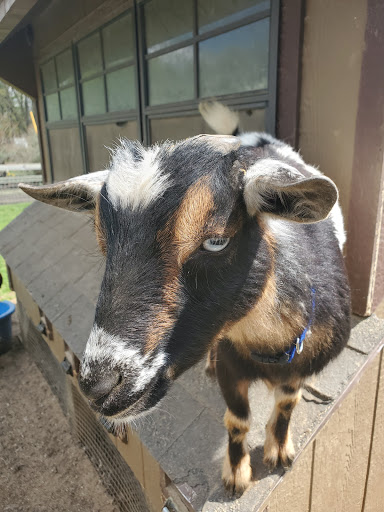 Miniature Golf Course «Challenge Family Fun Center», reviews and photos, 366 Middletown Rd, Hummelstown, PA 17036, USA