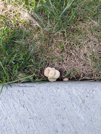 Supermarket «ALDI», reviews and photos, 7020 S Cicero Ave, Bedford Park, IL 60638, USA