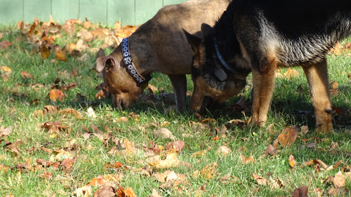 Dog Trainer «Awesome Dawgs Dog Training LLC», reviews and photos, 3052 Pricetown Rd, Temple, PA 19560, USA