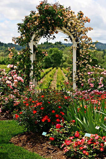 Plant Nursery «Russian River Rose Co», reviews and photos, 1685 Magnolia Dr, Healdsburg, CA 95448, USA