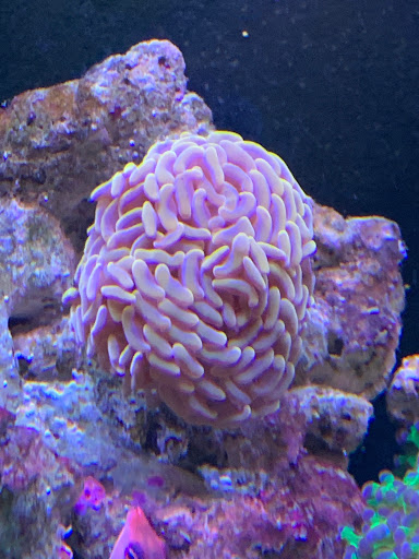 Pet Supply Store «Pacific East Aquaculture», reviews and photos, 107 School St, Mardela Springs, MD 21837, USA