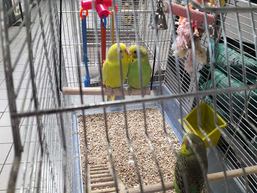 Bird shops Toulouse