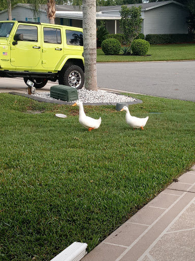 Golf Course «Crane Lakes Golf & Country Club», reviews and photos, 1850 Crane Lakes Blvd, Port Orange, FL 32128, USA