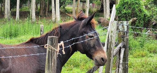 Bar «Buckingham Bar», reviews and photos, 5641 Buckingham Rd, Fort Myers, FL 33905, USA