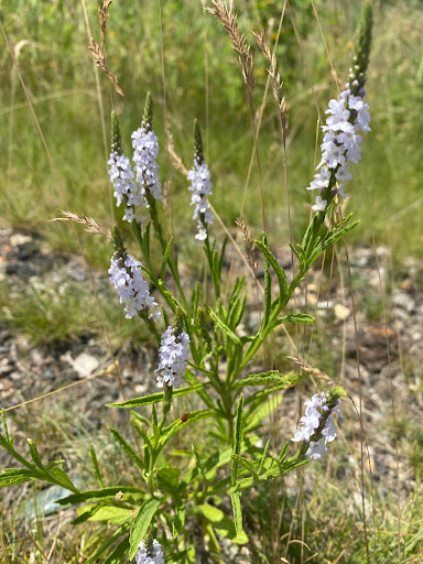 Nature Preserve «Van Vlissingen Prairie», reviews and photos, 1735 East 96th Street, Chicago, IL 60617, USA