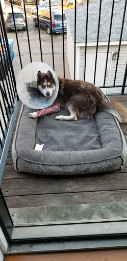 Dog Park «Portage Dog Friendly Area», reviews and photos, 4100 N Long Ave, Chicago, IL 60641, USA