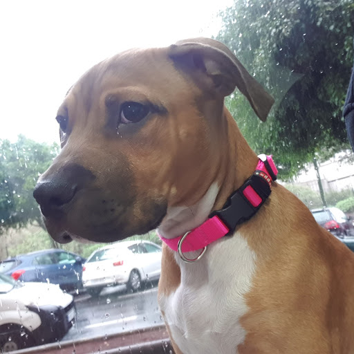 Centro Veterinario Insular en Las Palmas de Gran Canaria