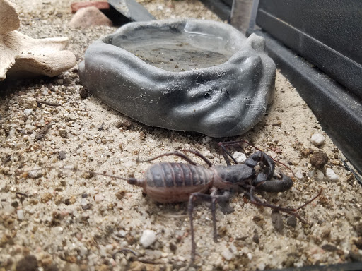 Animal Protection Organization «Butterfly Pavilion», reviews and photos, 6252 W 104th Ave, Westminster, CO 80020, USA