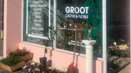 Vivero Cactus&Flores Groot
