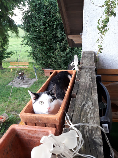 Daniela Bach Tierärztin unter Landsberg am Lech, 