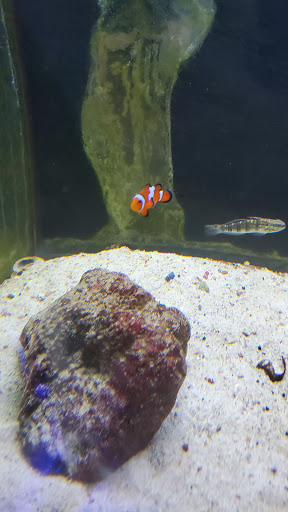 Tropical Fish Store «South Seas Aquatics Inc.», reviews and photos, 5440 Babcock Rd A133, San Antonio, TX 78240, USA