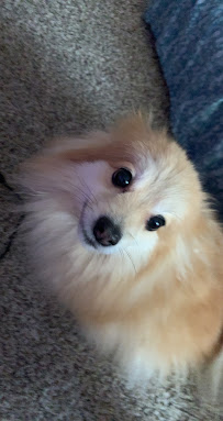 Uptown Pets of Charlotte Pet Sitting and Dog Walking - Photo 2 - Car repair in Charlotte, NC, Charlotte