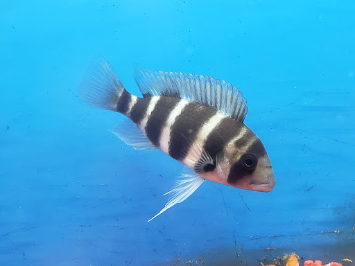 Pet Store «Pets Plus - Quakertown», reviews and photos, 117 S West End Blvd, Quakertown, PA 18951, USA