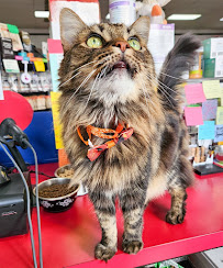 Pet Etc - Photo 7 - Car repair in Salem, OR, Salem