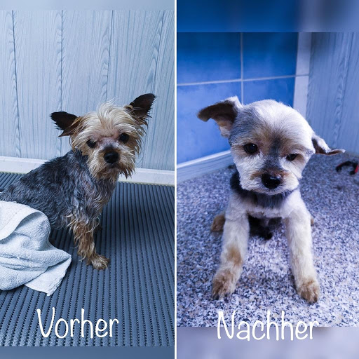 Hundesalon Lehre unter Lehre, 