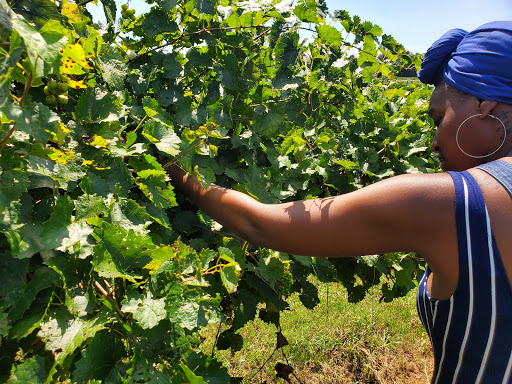 Winery «Fox Vineyards & Winery», reviews and photos, 225 State Hwy 11, Social Circle, GA 30025, USA