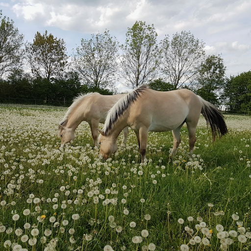 Ponyplantage Feldmoching