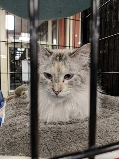 Pet Store «Pet Valu», reviews and photos, 125 Danbury Rd #06, Ridgefield, CT 06877, USA