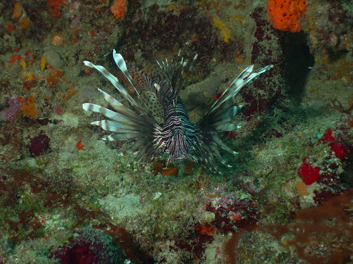 Dive Shop «Dive Shop Kissimmee», reviews and photos, 4916 W Irlo Bronson Memorial Hwy, Kissimmee, FL 34746, USA