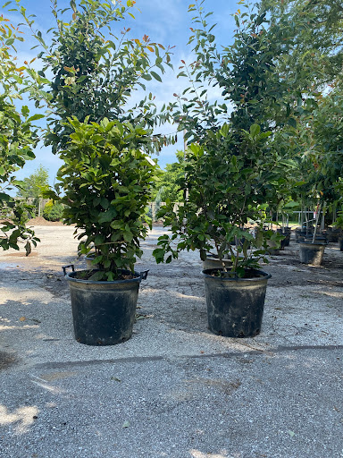 Landscaping Supply Store «Kirkwood Gardens», reviews and photos, 2701 Barrett Station Rd, Ballwin, MO 63021, USA