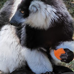 Photo n° 11 de l'avis de Fabrice.A fait le 15/07/2022 à 19:51 pour Zoo d'Amnéville à Amnéville