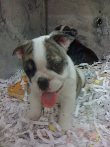 Pet Store «Perfect Pets», reviews and photos, 6840 S University Blvd #410, Centennial, CO 80122, USA