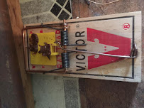 Wildlife Trapping Professionals of Baltimore - Photo 8 - Car repair in Baltimore, MD, Baltimore