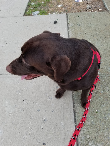 Pet Supply Store «Pet Supplies Plus», reviews and photos, 74-17 Grand Ave, Maspeth, NY 11378, USA