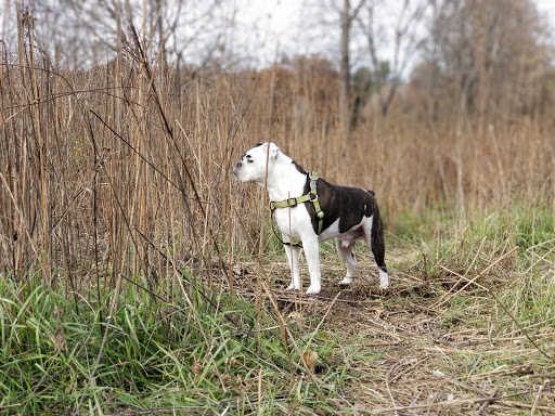 Dog Park «Bunker Hills Dog Park», reviews and photos, 1620 133rd Ave NW, Coon Rapids, MN 55448, USA