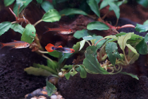 Tropical Fish Store «C K Fish World», reviews and photos, 410 N Azusa Ave, West Covina, CA 91791, USA