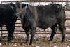 Diamond Bar S Black Simmental & Simangus Bulls Logo, Fairfield Na Ɔkyerɛwee, United States, Bar