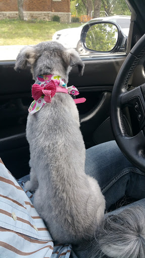 Pet Groomer «Doggie Style Bowtique», reviews and photos, 1713 Westport Rd, Kansas City, MO 64111, USA