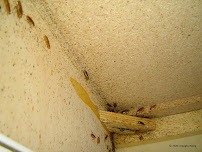 STL Pest Control - Photo 4 - Car repair in St. Louis, MO, Chicago