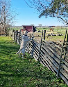 Annas Lantliv & Hundliv Stafsingevägen 813, 311 94 Falkenberg, Sverige